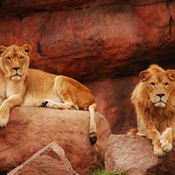 Пазл: Львы