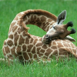 Пазл: Жирафёнок