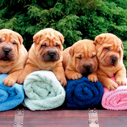 Пазл: Складочки