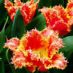 Пазл: Бахромчатые тюльпаны