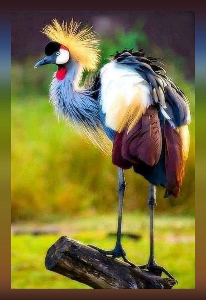 Пазл «Венценосный журавль» из 176 элементов | Собрать онлайн пазл №270189