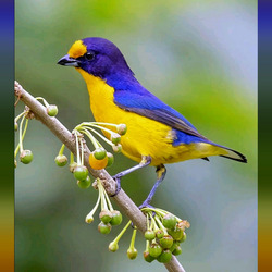 Пазл: Гутурама фиолетовая