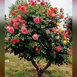 Пазл: Розовое дерево