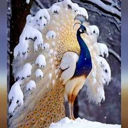 Пазл: Снежный павлин