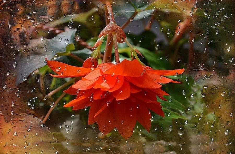 Пазл «Дождливое озарение» из 187 элементов | Собрать онлайн пазл №273812