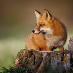 Пазл: Лиса на пне