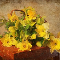 Пазл: Нарциссы 