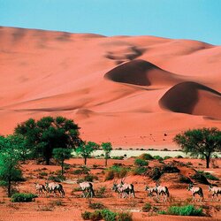 Пазл: Пустыня Намиб