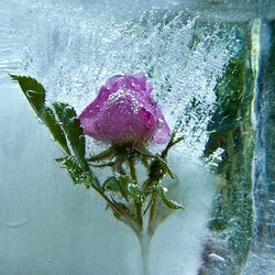 Пазл: Роза во льду