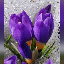 Пазл: Вестники весны