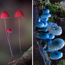 Пазл: Необычные грибы
