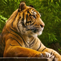 Пазл: Бенгальский тигр