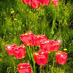 Пазл: Горят огнём любви тюльпаны