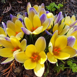 Пазл: Апрельские цветы