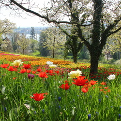 Пазл: Весна в парке