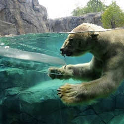 Пазл: Льдинка