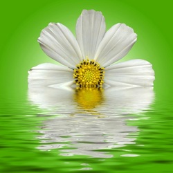 Пазл: Космея