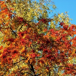 Пазл: Гори, гори костер рябины красной