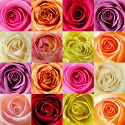Пазл: Розы