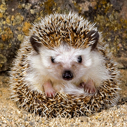 Пазл: Ёжик
