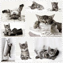 Пазл: Котята