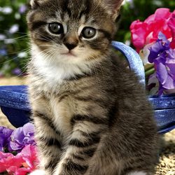 Пазл: Дайте же мне поспать!