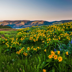 Пазл: Цветущие поля