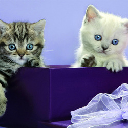 Пазл: Котята