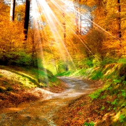 Пазл: Солнечные лучики