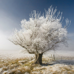 Пазл: Хрустальное дерево