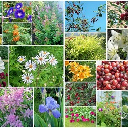 Пазл: Солнечный