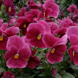 Пазл: Виола 