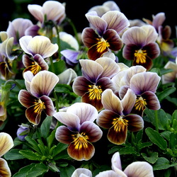 Пазл: Анютины глазки 