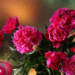 Пазл: Пионы