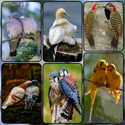 Пазл: Любовь и птицы