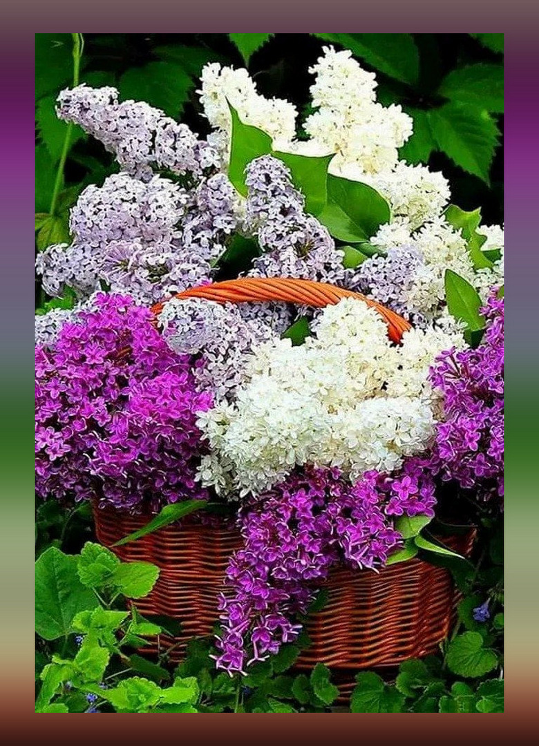 Пазл «Корзина сирени душистой» из 234 элементов | Собрать онлайн пазл ...