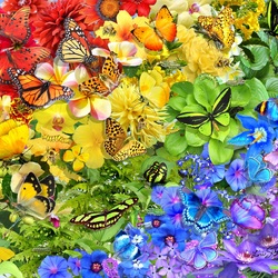 Пазл: Радуга бабочек