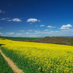 Пазл: Дорога в рапсовом поле