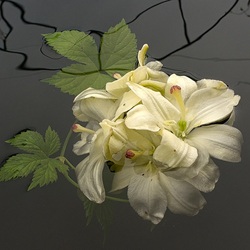 Пазл: Лилии 