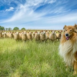 Пазл: Овечки и пастух