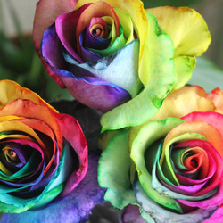 Пазл: Разноцветные розы