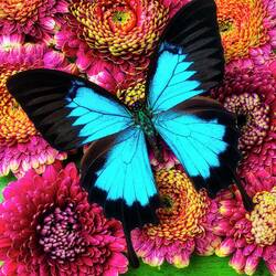 Пазл: Голубая бабочка на цветах