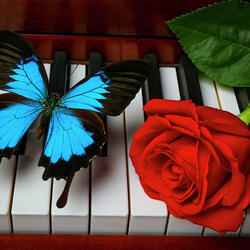 Пазл: Красная роза и голубая бабочка