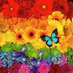Пазл: Цветочная радуга и бабочка