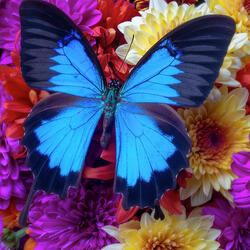 Пазл: Большая голубая бабочка на букете