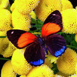 Пазл: Бабочка на желтых хризантемах 