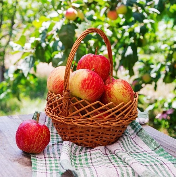 Пазл «Румяные яблоки» из 100 элементов | Собрать онлайн пазл №285659