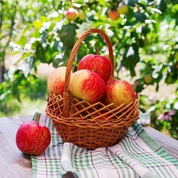 Пазл: Румяные яблоки