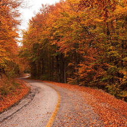 Пазл: Дорога в осень