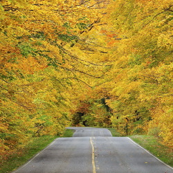 Пазл: Дорога в осень